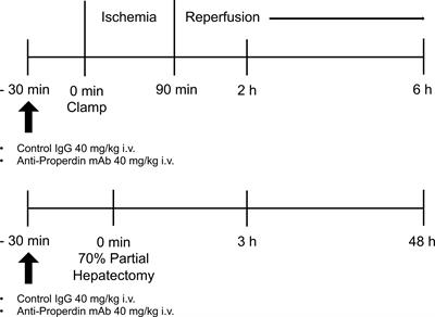 Properdin inhibition ameliorates hepatic ischemia/reperfusion injury without interfering with liver regeneration in mice